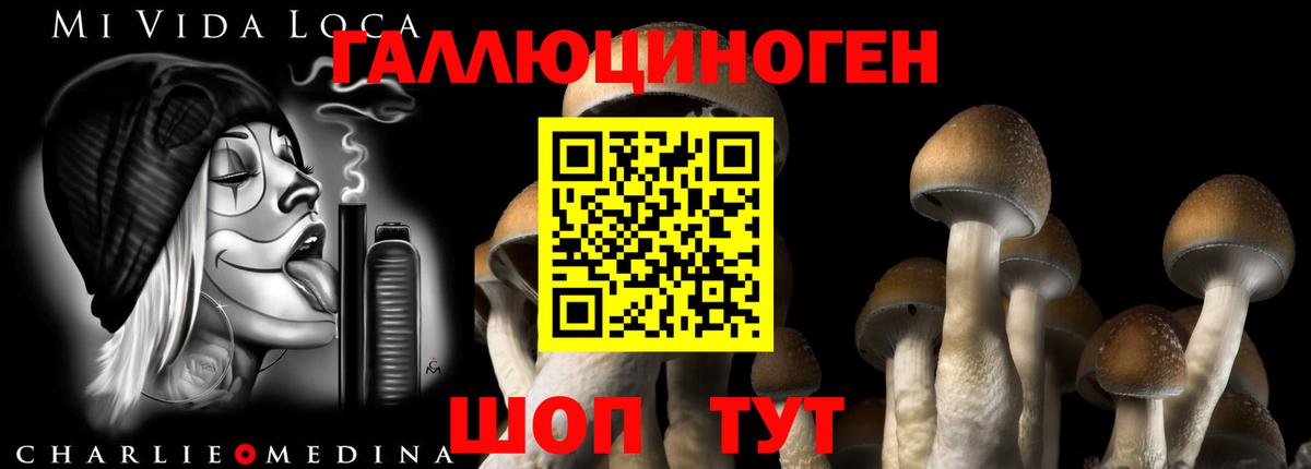 Галлюциногенные грибы Psilocybine cubensis Тихорецк